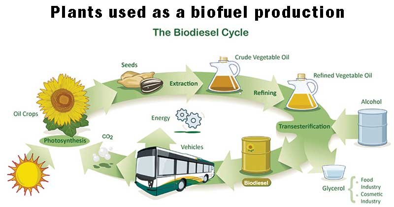 Bio Fuel